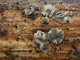 Pyrenopeziza revincta image