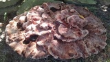 Laetiporus persicinus image