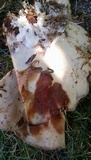 Laetiporus persicinus image