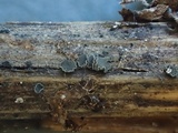Pyrenopeziza revincta image