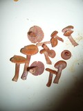 Laccaria bicolor image