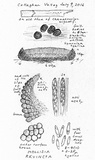 Pyrenopeziza revincta image