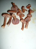 Laccaria bicolor image