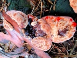 Hydnellum peckii image