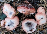 Hydnellum peckii image