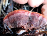 Hydnellum peckii image