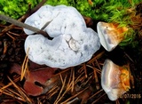 Hydnellum caeruleum image