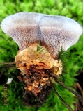 Hydnellum caeruleum image