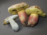 Caloboletus calopus image