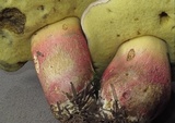 Caloboletus calopus image