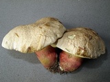 Caloboletus calopus image