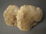 Caloboletus calopus image