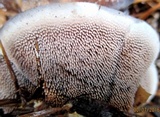 Hydnellum caeruleum image