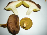 Boletus subtomentosus image