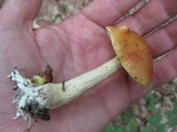 Boletus longicurvipes image