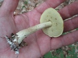 Boletus longicurvipes image