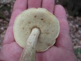 Boletus longicurvipes image