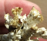 Sebacina schweinitzii image