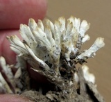 Sebacina schweinitzii image