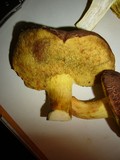 Boletus subtomentosus image