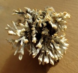 Sebacina schweinitzii image