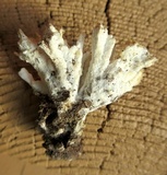 Sebacina schweinitzii image