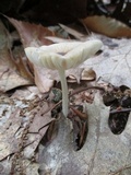 Hymenopellis megalospora image