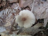 Hymenopellis megalospora image