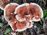 Hydnellum aurantiacum image
