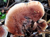 Hydnellum aurantiacum image