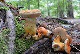 Tylopilus balloui image