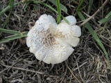 Neolentinus lepideus image