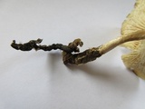 Neolentinus lepideus image