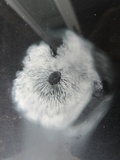 Neolentinus lepideus image