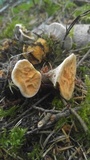 Hydnellum aurantiacum image