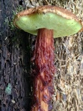 Frostiella russellii image