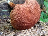 Frostiella russellii image