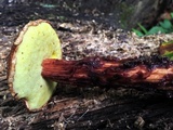 Frostiella russellii image