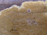 Coniophora arida image