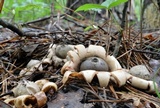Geastrum fimbriatum image