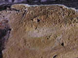 Coniophora arida image