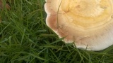 Ganoderma curtisii image