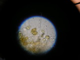 Coniophora arida image
