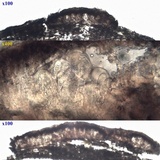 Arthonia ilicina image