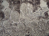 Arthonia ilicina image