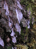 Dendrothele acerina image