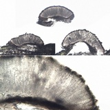 Phaeographis dendritica image