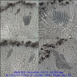 Phaeographis dendritica image