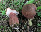 Tylopilus badiceps image