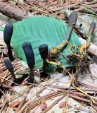 Tolypocladium ophioglossoides image